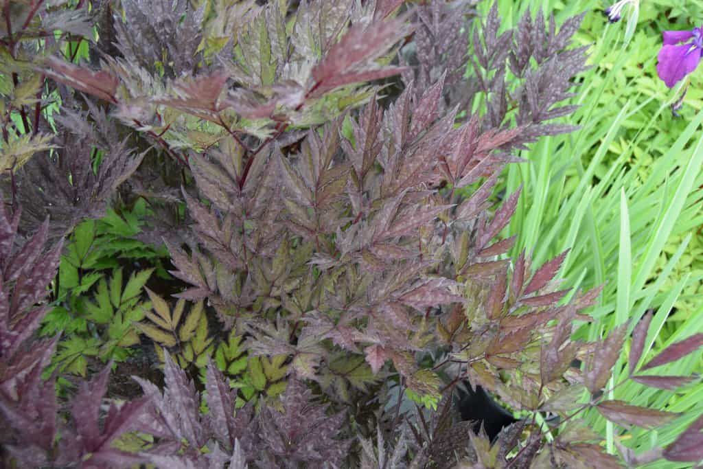 Actaea simplex Atropurpurea Group 'James Compton' ---